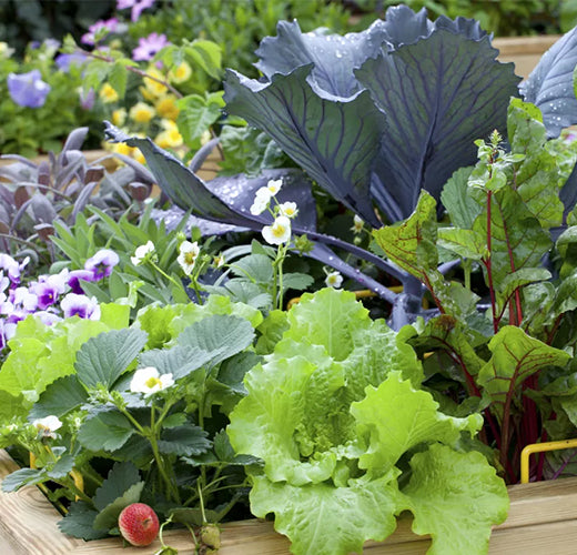 Is This The Missing Ingredient To Your Wellness?